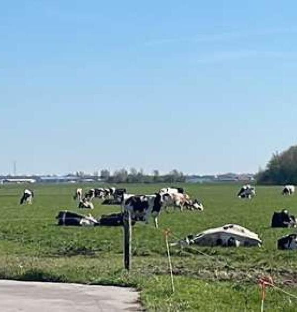 Hoofdfoto Camperlocatie Happy Cows