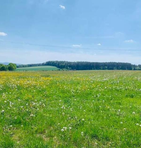 Hoofdfoto Wiese an der Apfelallee