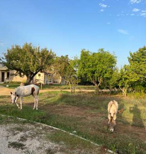 Hoofdfoto Frantoia Mafrica