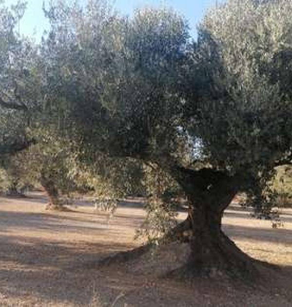 Hoofdfoto Finca Ermita