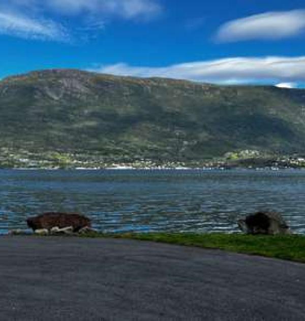 Hoofdfoto Velure Rasteplass
