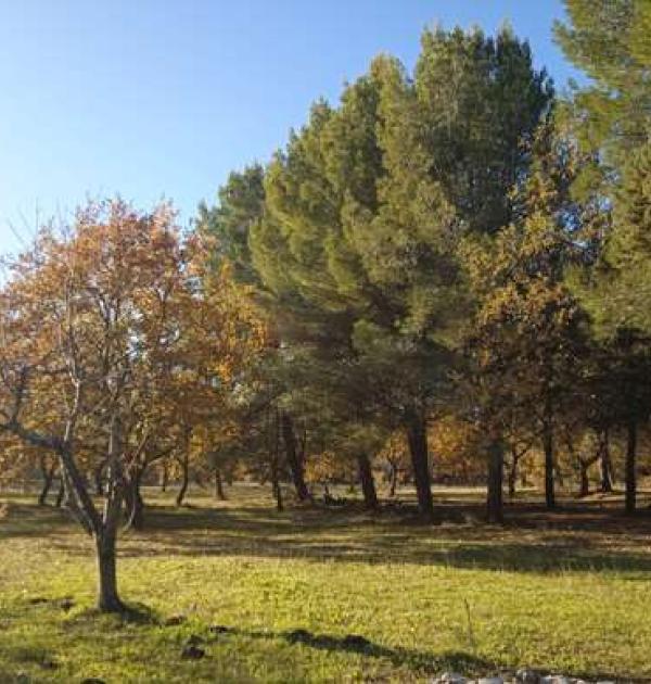 Hoofdfoto Bosco dei  Lecci