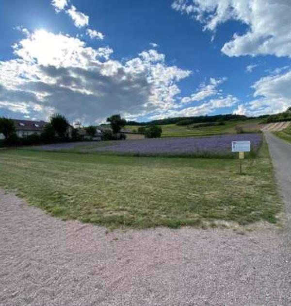 Hoofdfoto Weingut Rheingrafenhof
