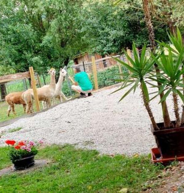 Hoofdfoto An der Alpakaweide
