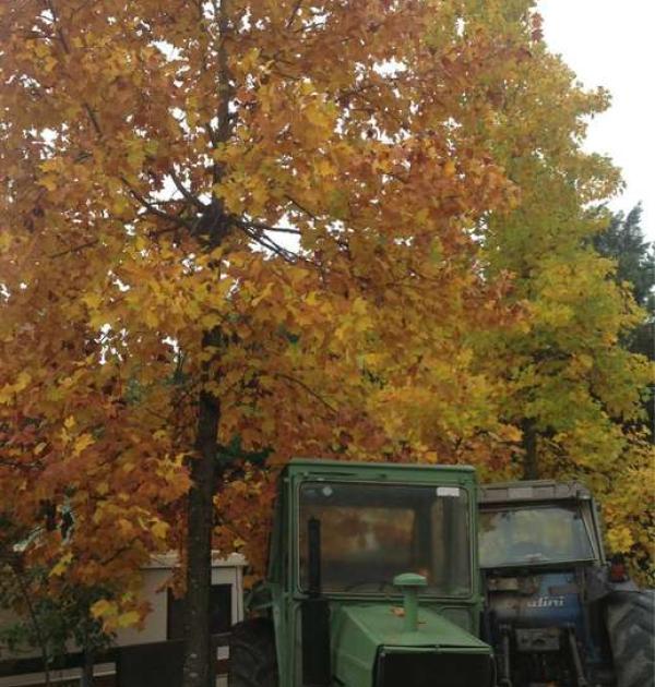 Hoofdfoto Azienda Agricola Corte Chiara