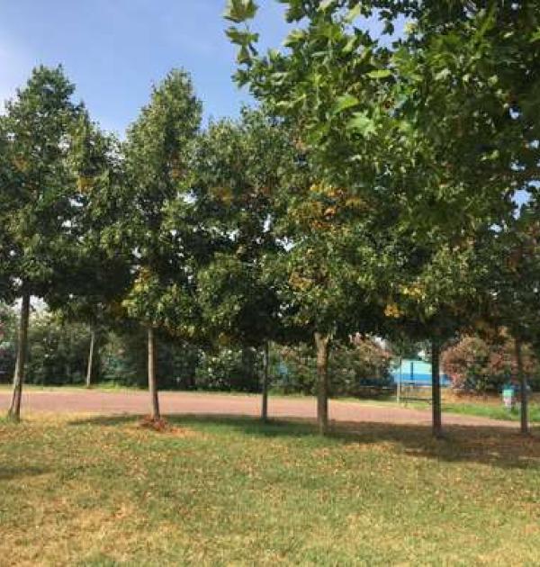 Hoofdfoto Parcheggio Comunale