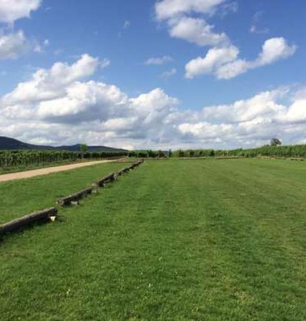 Hoofdfoto Weingut Erlenmühle