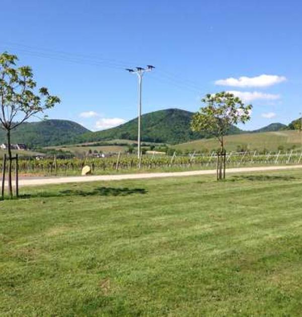 Hoofdfoto Weingut Erlenwein