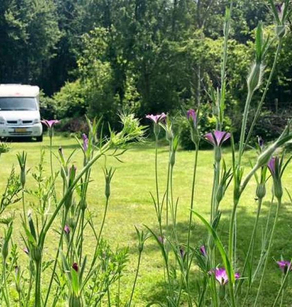 Hoofdfoto Campertuin Veluwe Noord