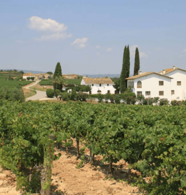 Hoofdfoto Bodega Carol Vallès