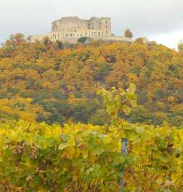 Hoofdfoto Weingut Carl Disson