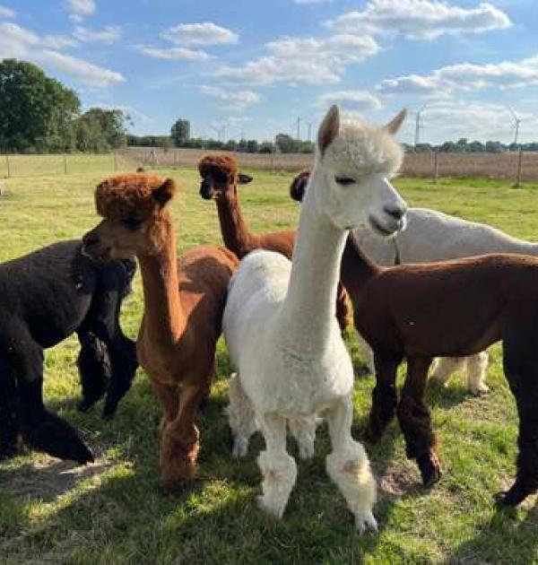 Hoofdfoto Womo Stellplatz auf dem Bauernhof