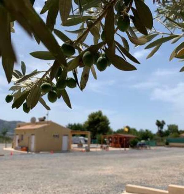 Hoofdfoto Orange Grove Camper Park