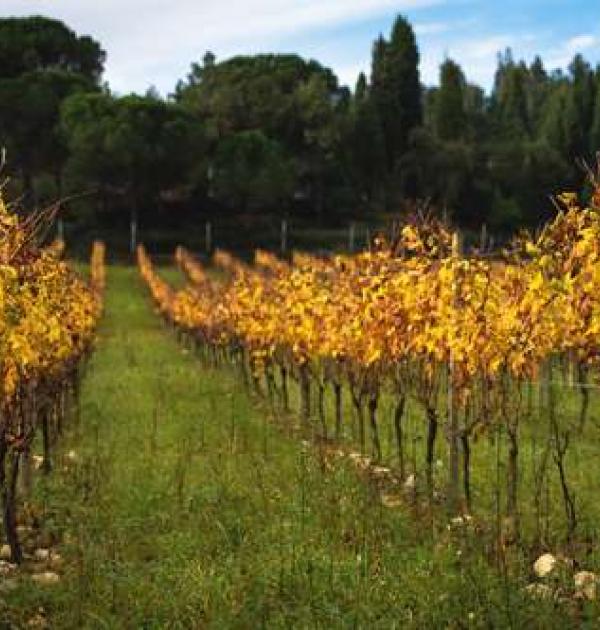 Hoofdfoto Winery Luis Pato