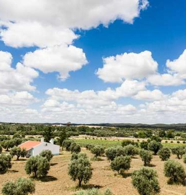 Hoofdfoto Amor é Cego Olive Oil