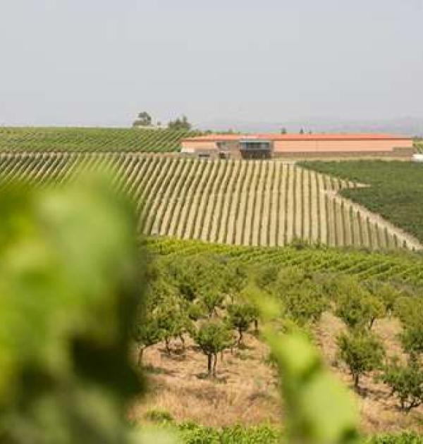 Hoofdfoto Winery Quinta dos Castelares