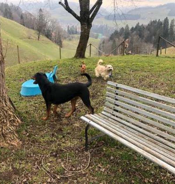 Hoofdfoto Locatie voor camperaars met hond/en
